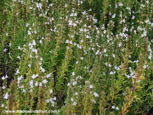 Satureja montana - Winter Savory Seeds