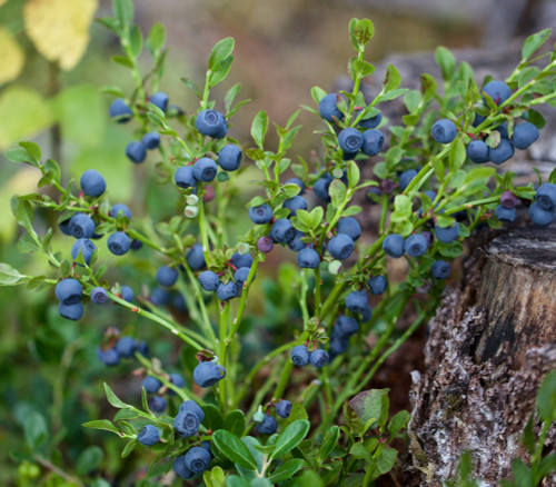 Vaccinium myrtillus - Bilberry Seeds Vaccinium myrtillus - Bilberry Seeds