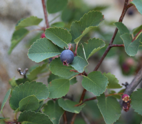 Amelanchier utahensis - Utah Serviceberry Seeds Amelanchier utahensis - Utah Serviceberry Seeds