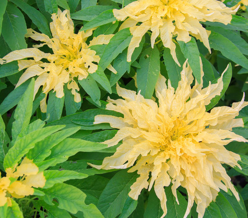 Amaranthus sp. - Yellow Amaranth Seeds
