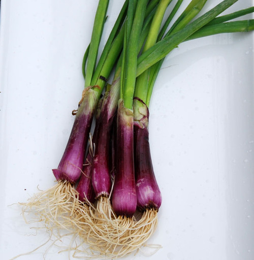 Crimson Forest Bunching Onion Seeds