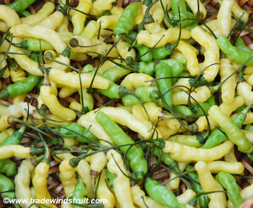 Aribibi Gusano Pepper Seeds