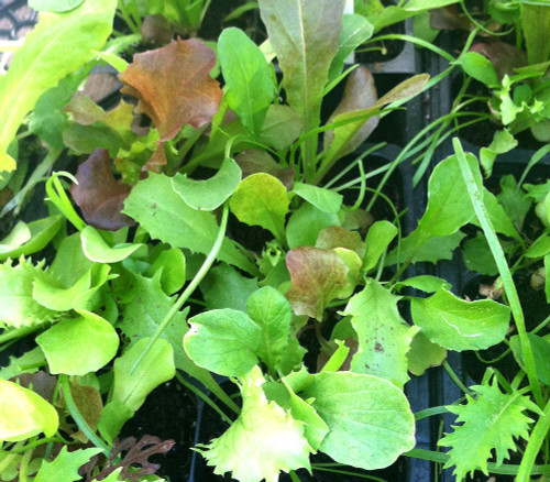 Mesclun Mix Seeds