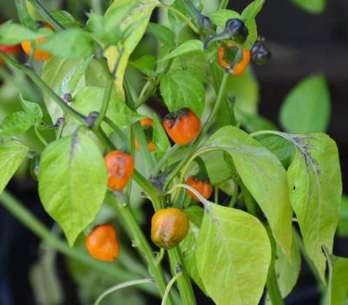 Golden Nugget Pepper Seeds