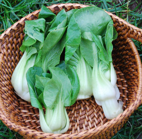 Extra Dwarf Pak Choi Seeds Extra Dwarf Pak Choi Seeds