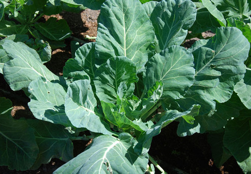 Vates Collard Greens Seeds