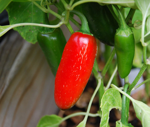 Chipotle Pepper Seeds