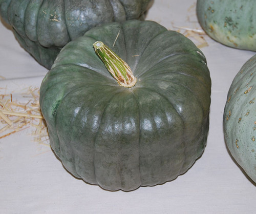 Queensland Blue Squash Seeds
