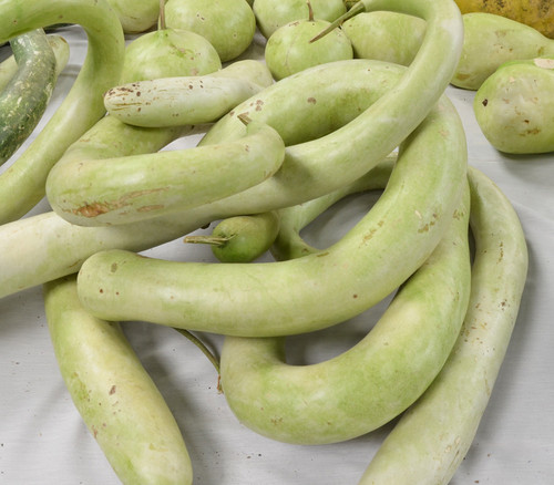 Cucuzzi Italian Edible Gourd Seeds