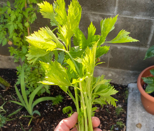 Golden Pascal Celery Seeds