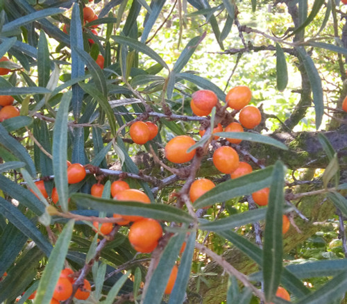 Hippophae rhamnoides - Sea Buckthorn Seeds