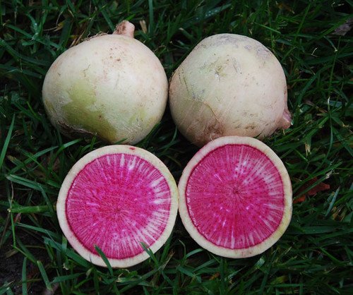 Watermelon Radish Seeds