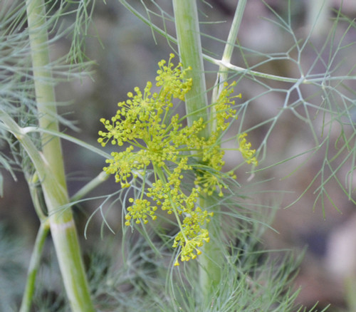 Anethum graveolens - Dukat Dill Seeds