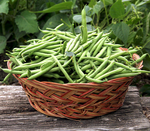 Jade Bean Seeds