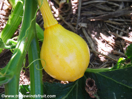 Lemon Squash Seeds
