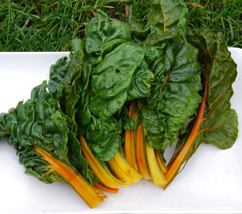 Oriole Orange Swiss Chard Seeds