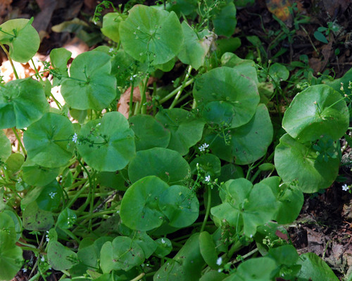 Montia perfoliata - Miners Lettuce Seeds