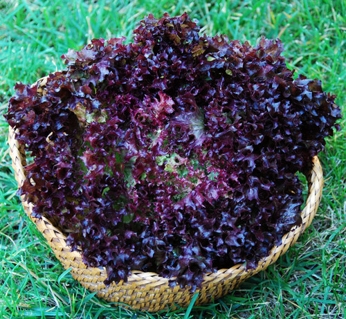 Lollo Rossa Lettuce Seeds