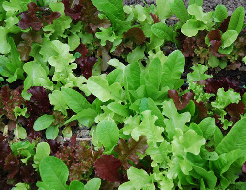 Mixed Lettuce Seeds