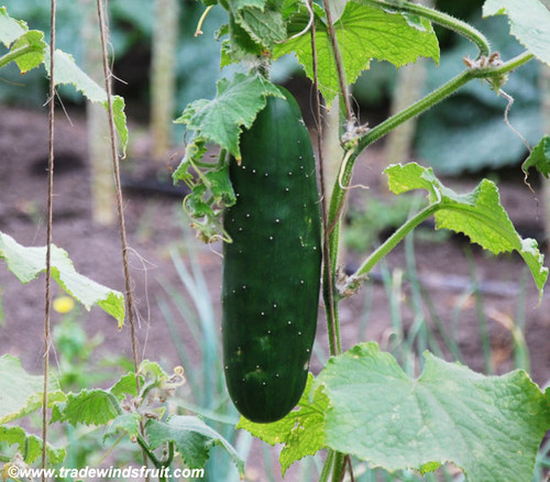 Straight Eight Cucumber Seeds