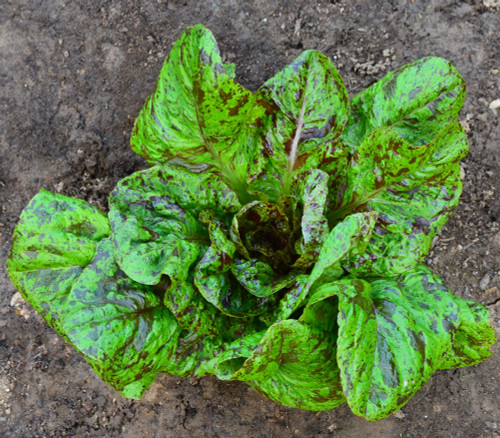 Freckles Lettuce Seeds Freckles Lettuce Seeds