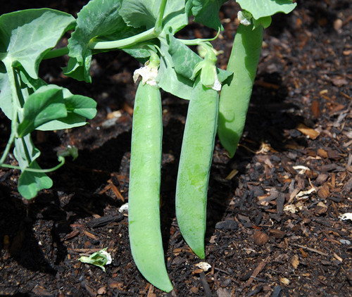 Mr. Big Pea Seeds