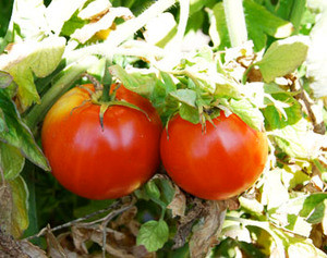 Brandywine Tomato, Red Seeds