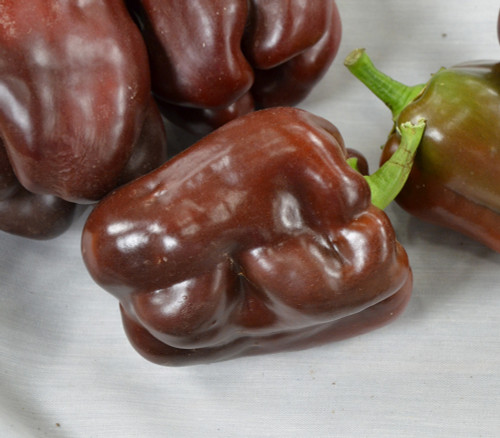 Chocolate Beauty Pepper Seeds Chocolate Beauty Pepper Seeds