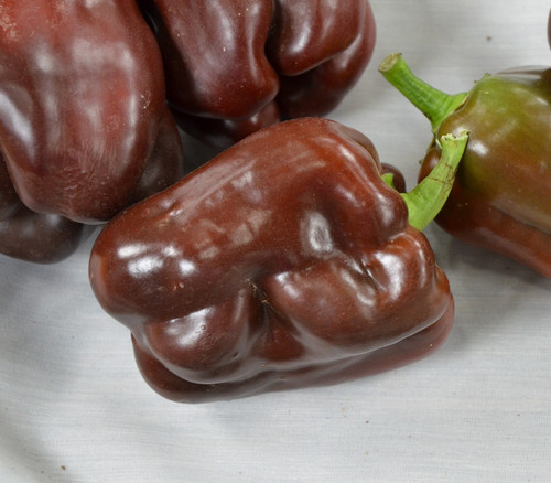 Chocolate Beauty Pepper Seeds