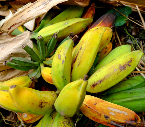 Musa balbisiana - Thai Wild Banana Seeds Musa balbisiana - Thai Wild Banana Seeds