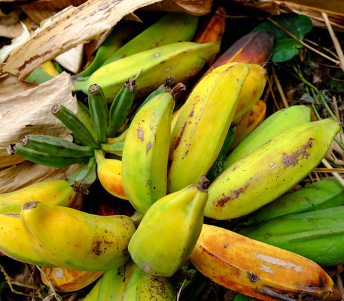 Musa balbisiana - Thai Wild Banana Seeds