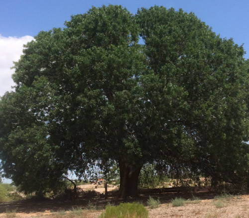 Pistacia atlantica - Mt. Atlas Mastic Tree