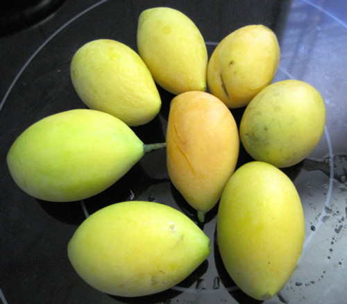 Bouea macrophylla - Maprang Seeds Bouea macrophylla - Maprang Seeds