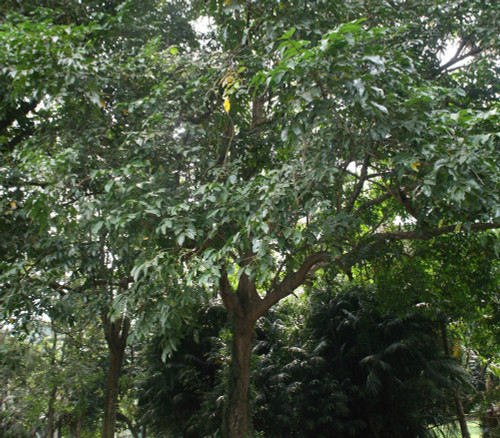 Pseudospondias microcarpa - African Grape Tree