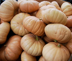 Long Island Cheese Squash Seeds
