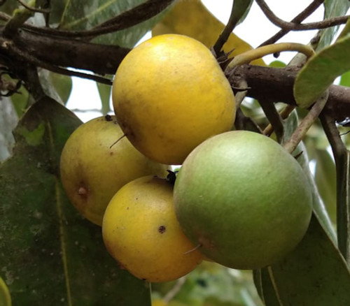 Manilkara discolor - Forest Milkberry Seeds