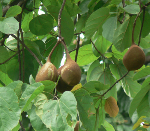 Sterculia alata - Buddha Coconut Seeds