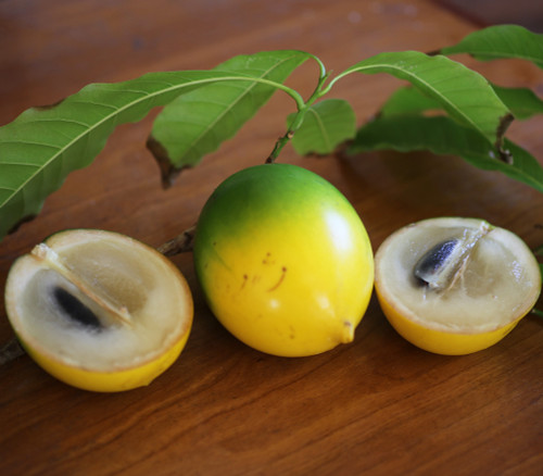 Pouteria caimito - Abiu Seeds Pouteria caimito - Abiu Seeds