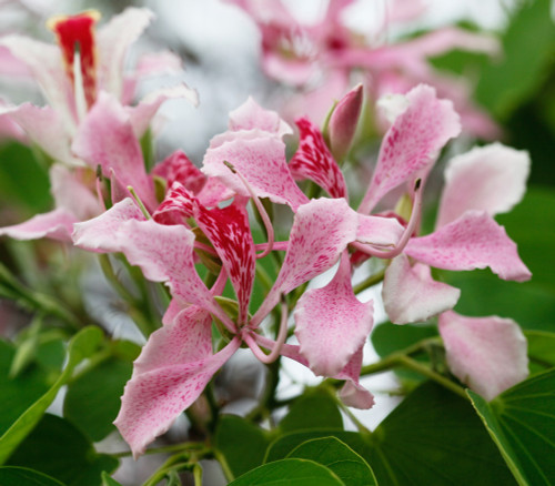 Bauhinia monandra - Pink Orchid Tree Seeds Bauhinia monandra - Pink Orchid Tree Seeds
