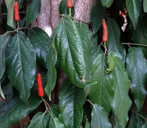 Piper peepuloides - Long Pepper