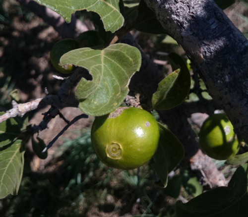 Vangueria infausta - African Medlar Seeds
