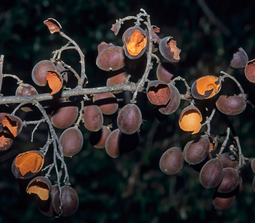 Dialium schlechteri - Sherbet Tree Seeds Dialium schlechteri - Sherbet Tree Seeds