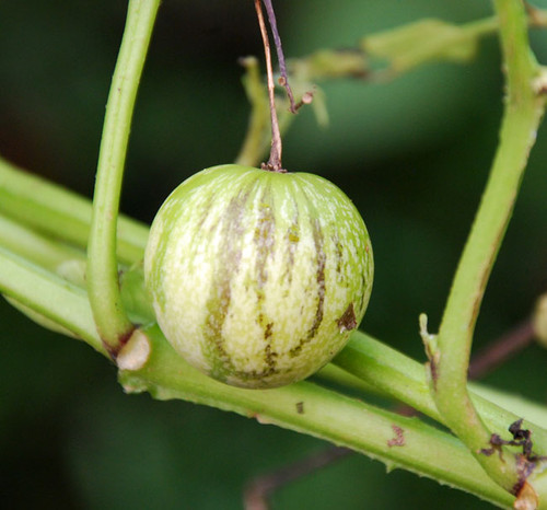 Solanum caripense - Tzimbalo