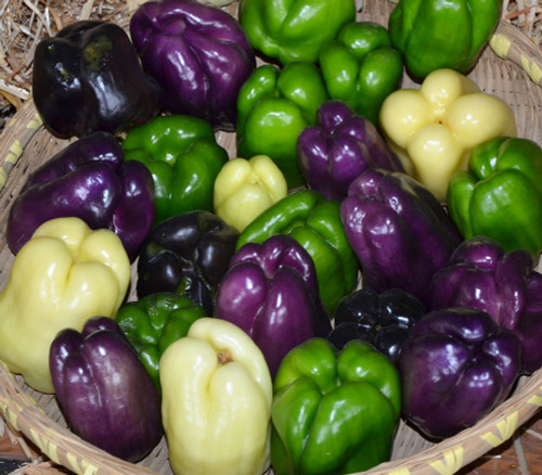 Bell Pepper Mix Seeds