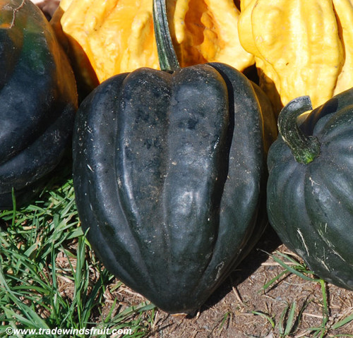 Ebony Acorn Squash Seeds