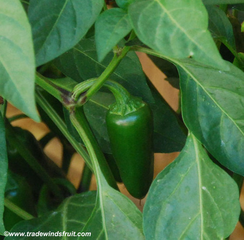 TAM Jalapeno Pepper Seeds