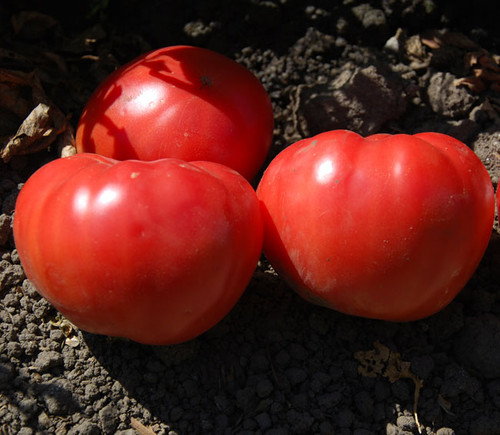 Watermelon Beefsteak Tomato Seeds