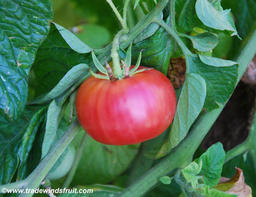  Brandywine Sudduth Strain Tomato Seeds : Patio, Lawn & Garden