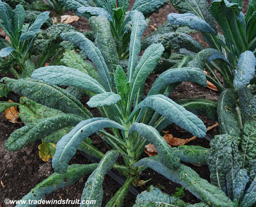 Dinosaur Kale Seeds