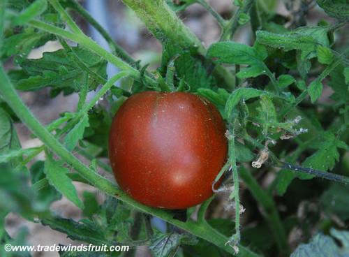 Black Yum Yum Tomato